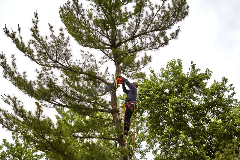 Poison Oak Removal