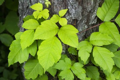 Poison Oak Removal