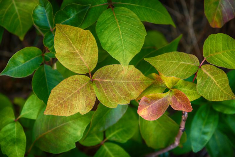 Poison Ivy Removal in Lancaster County, PA